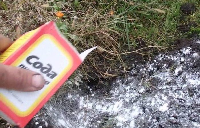 Съвет от опитен градинар: Напръскайте градината със СОДА през есента и вижте какво ще се случи