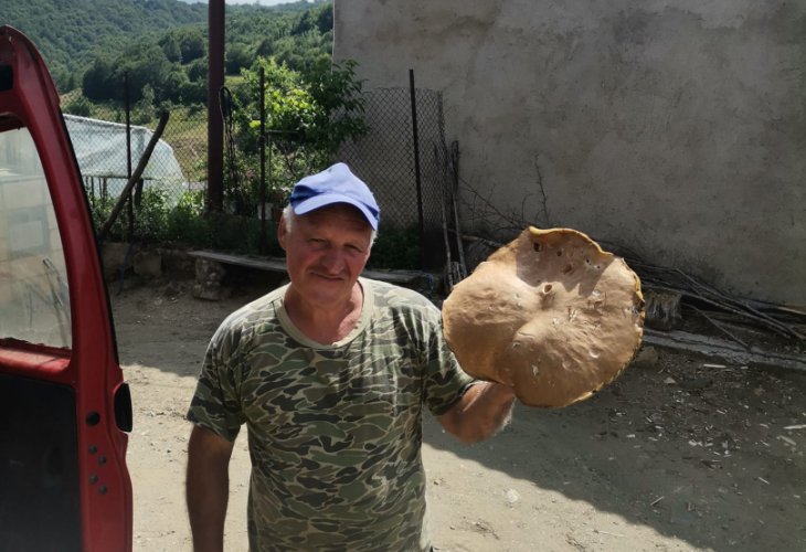 Манатарка-гигант едва се побра на масата на стар гъбар в Родопите СНИМКА